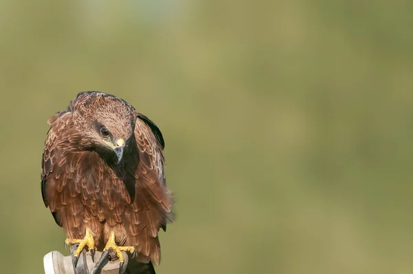 Een Close Portret Van Een Zwarte Vlieger — Stockfoto