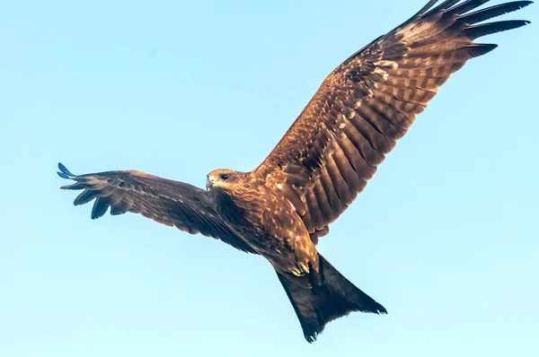 Ein Schwarzer Drachen Fliegt Himmel — Stockfoto