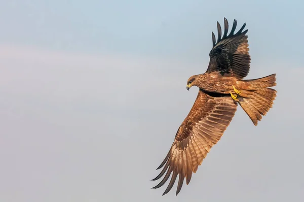 Ein Schwarzer Drachen Fliegt Himmel — Stockfoto