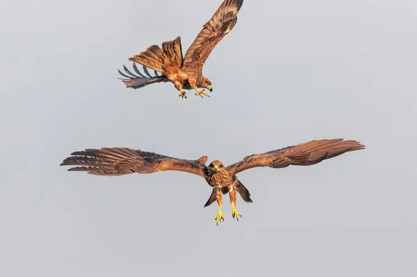 Black Kite Flying Sky Another One Swooping — 스톡 사진