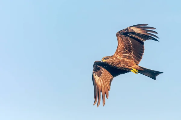 Una Cometa Negra Volando Cielo —  Fotos de Stock