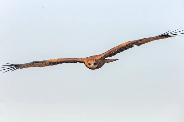 Svart Drake Gyllene Ljus Flyger Med Frihet — Stockfoto