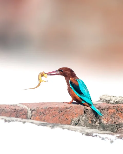 Weißkehl Eisvogel Mit Eidechsenfang Schnabel — Stockfoto