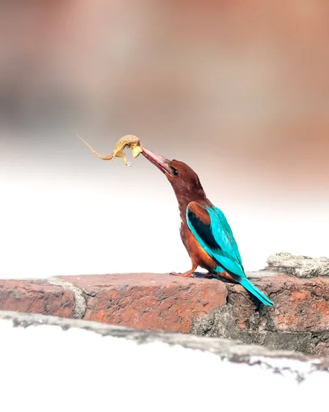 Weißkehl Eisvogel Mit Eidechsenfang Schnabel — Stockfoto