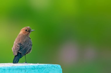 Kahverengi bir kaya sohbeti bir duvarda oturup geriye bakıyor.