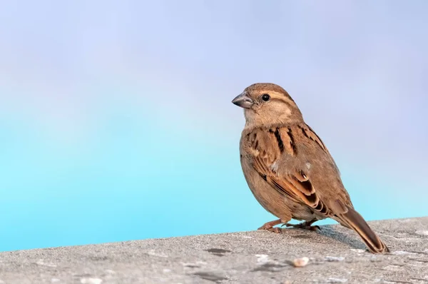 Moineau Domestique Femelle Sur Mur Regardant Arrière — Photo