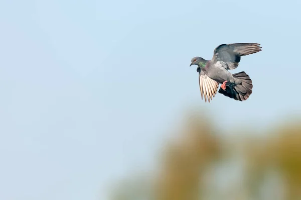 着陸の準備をしている空の岩鳩 — ストック写真