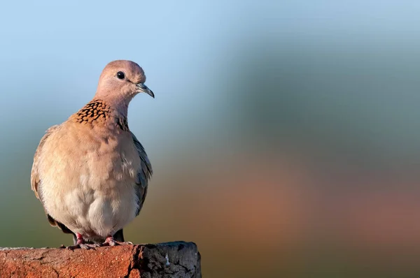 Une Colombe Rieuse Dans Lumière Soir Sur Mur — Photo