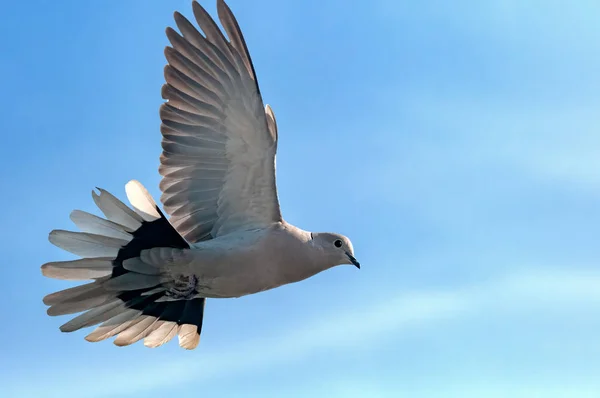 A collared dove flying in cloudy sky