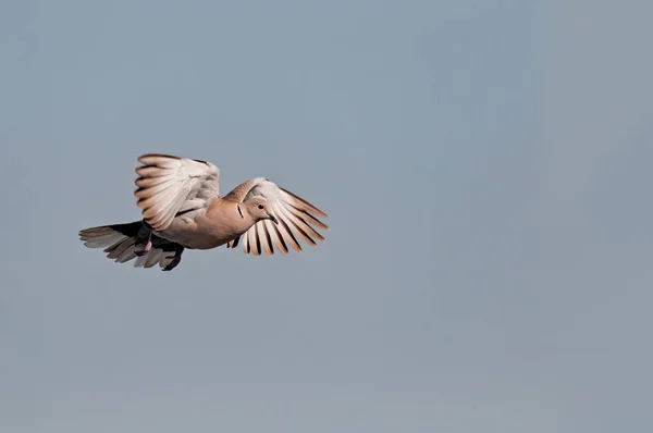 Une Colombe Collier Volant Dans Ciel Chauve — Photo