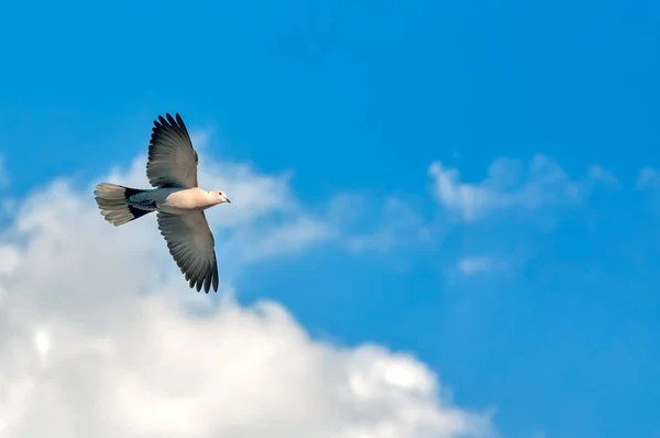 Une Colombe Collier Volant Dans Ciel Nuageux Avec Liberté — Photo