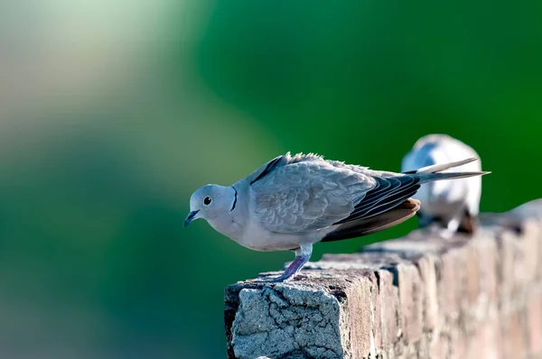 Ein Paar Halstauben Einer Wand — Stockfoto