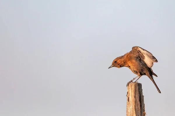 Brown Rockchat Ter Esticado Poleiro — Fotografia de Stock