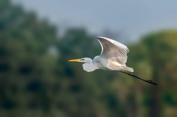 Una Garza Ganado Volando Sobre Fondo Verde — Foto de Stock