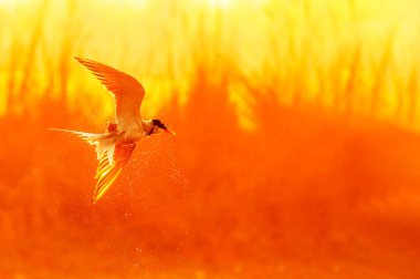 Dalış yaptıktan hemen sonra bir nehir tarlası uçuyor.