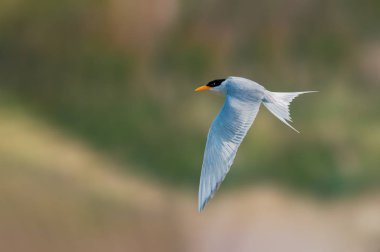 Pürüzsüz bir zemin üzerinde uçan bir nehir.