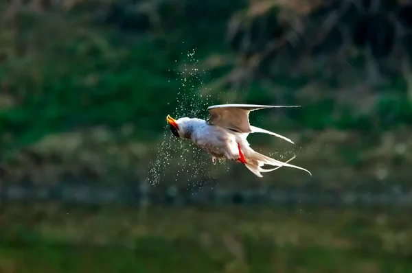 River Tern Flight Just Taking Dive — Stock Photo, Image