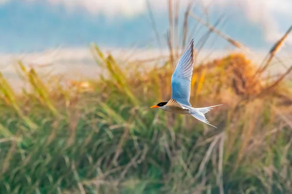 背の高い草の上を飛ぶ川面 — ストック写真