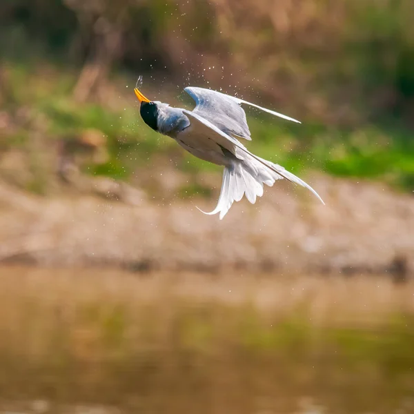 River Tern Flight Just Taking Dive — Stock Photo, Image