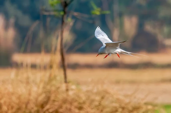 River Tern Flying Golden Light Turning Its Head — Stock Photo, Image