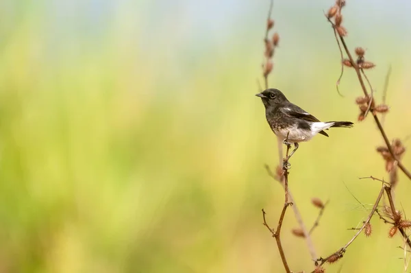 Ein Rattenschwänzchen Auf Einer Pflanze Sitzend — Stockfoto