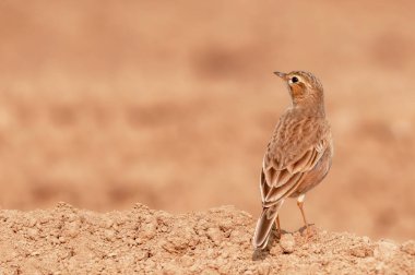 Altın ışıkta yerde oturan bir çeltik tarlası.