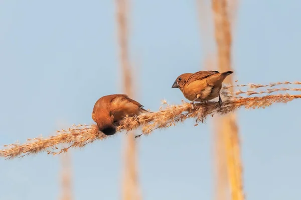 Par Munia Mamada Escamosa Recogiendo Los Alimentos Una Planta —  Fotos de Stock