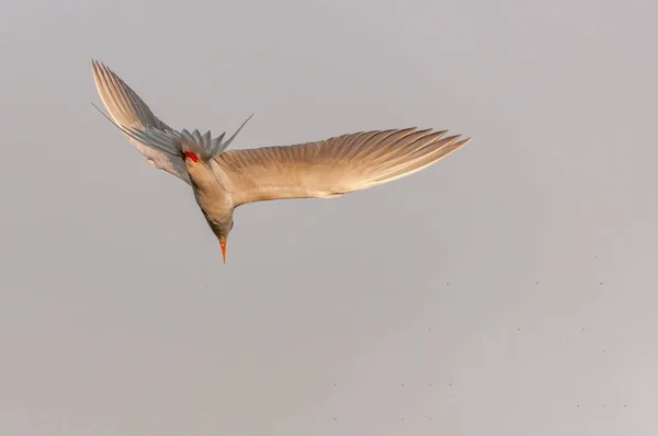 A river tern is diving in the sky