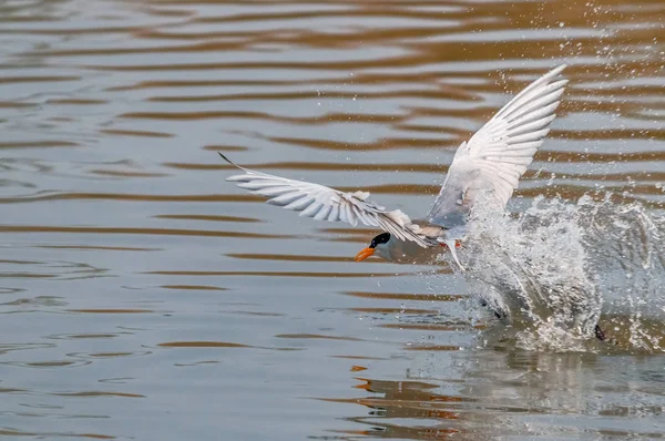 River Tern Coming Out Water Just Taking Dive — Stock Photo, Image
