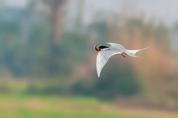 River Tern Flying Fish Catch — Stock Photo, Image