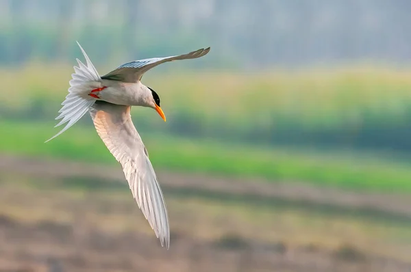 River Tern Watching Downward Flight — Stock Photo, Image