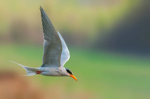 River Tern Flying Smooth Background — Stock Photo, Image