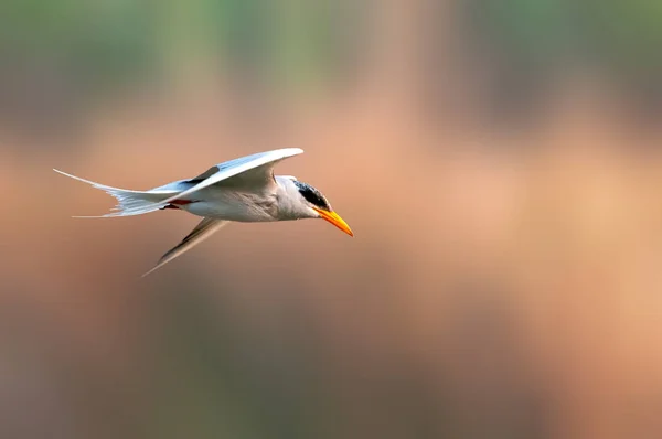 River Tern Flying Smooth Background — Stock Photo, Image