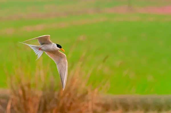 River Tern Flying Grass Field — Stock Photo, Image