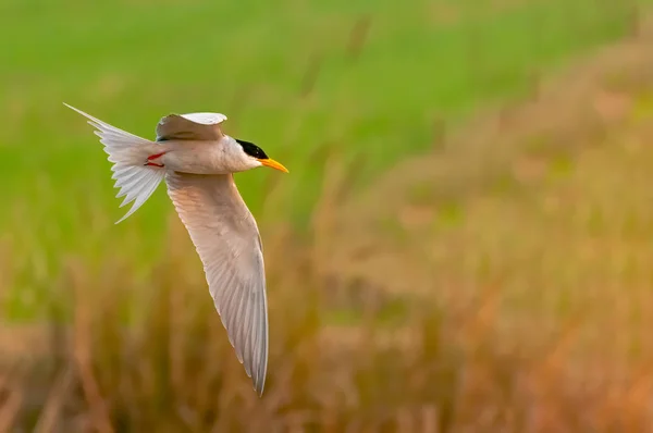 River Tern Flying Grass Field — Stock Photo, Image