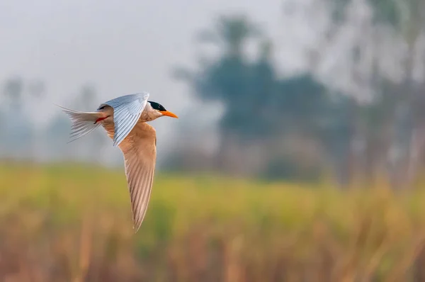 Eine Flussseeschwalbe Fliegt Über Ein Feld — Stockfoto