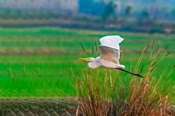Een Vee Egret Vliegend Overheen Een Veld — Stockfoto