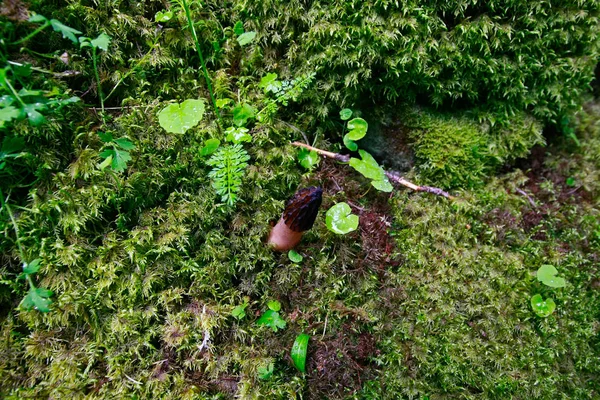 Morel Cogumelo Após Chuva Meio Grama Molhada — Fotografia de Stock