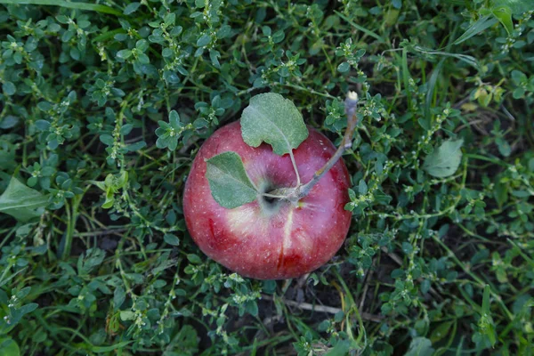 Pomme Rouge Aport Tombé Sur Herbe Verte — Photo