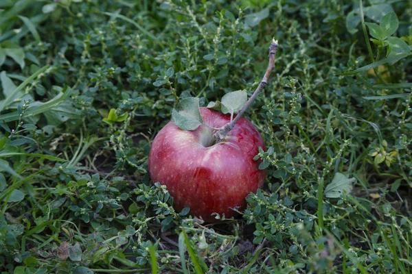 Maçã Vermelha Aport Caiu Grama Verde — Fotografia de Stock