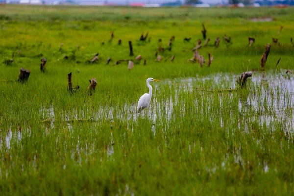 White Heron Swampy Lake — Stok fotoğraf