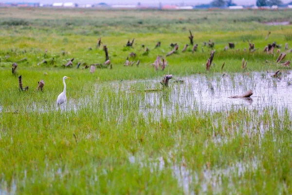 White Heron Lago Pantanoso — Foto de Stock