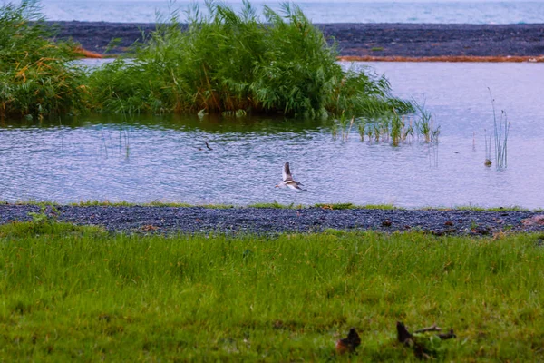 Sandpiper Ptaszek Lata Nad Backwater Niedaleko Jeziora Alakol Kazachstanie — Zdjęcie stockowe