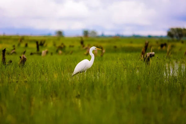 Witte Reiger Een Moerassig Meer — Stockfoto