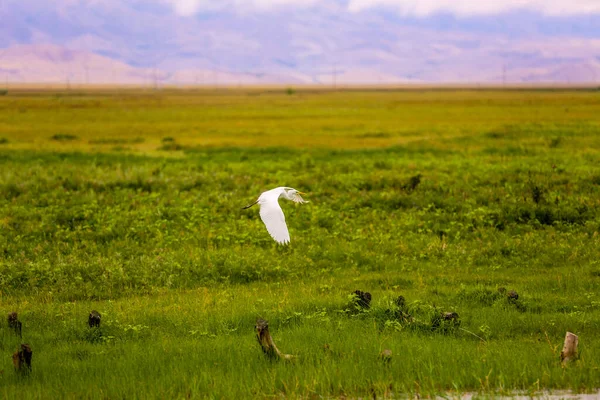 White Heron Lago Pantanoso — Foto de Stock