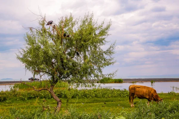 Коровы Пасутся Возле Озера Лугу — стоковое фото