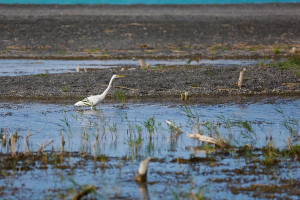 Heron Het Riviertje Bij Alakol Meer — Stockfoto