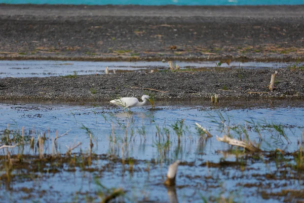 Heron Het Riviertje Bij Alakol Meer — Stockfoto