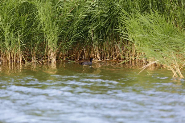 Zwarte Eend Verstopt Zich Het Riet Een Rustig Beekje — Stockfoto