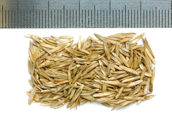 Dry Seeds Lolium Perenne Plant — Stock Photo, Image
